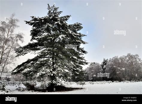 Snowy tree silhouette Stock Photo - Alamy