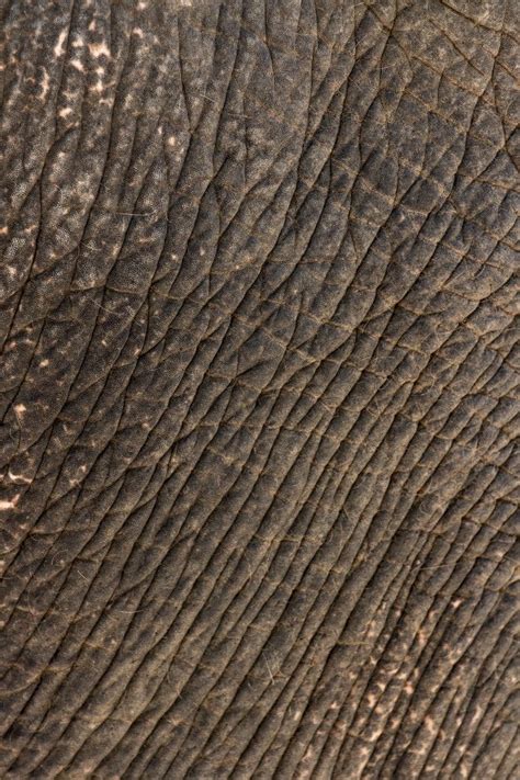 Premium Photo | Elephant skin pattern close up | Scale skin, Animal ...