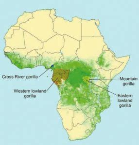 Western Lowland Gorilla Habitat Map