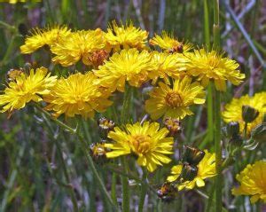 Catsear is a beautiful wildflower, attractive to pollinators