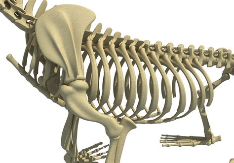 Obj Sea Lion Skeleton Animal