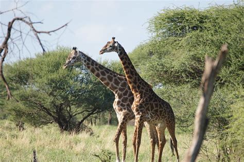 Giraffe Fight | SONY DSC | jjmusgrove | Flickr