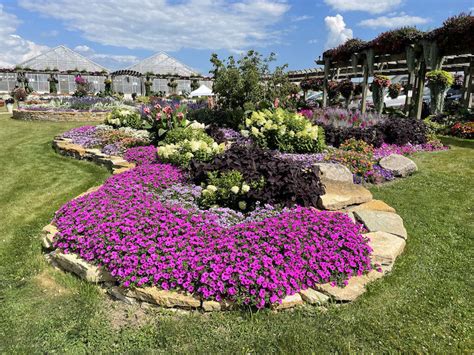 Petunia Companion Plants | Plant Addicts