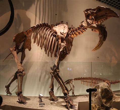 Deinotherium | Ryan DeLuca | Flickr | Prehistoric dinosaurs ...