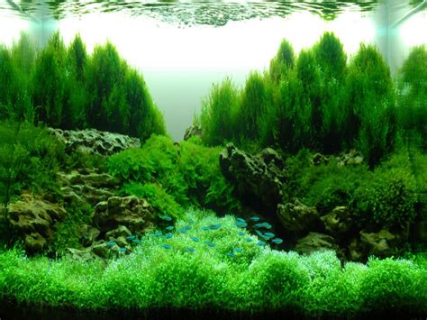 decoration-green-water-plant-fish-in-aquarium-aquascape-ideas-designs-wonderful-aquascape ...