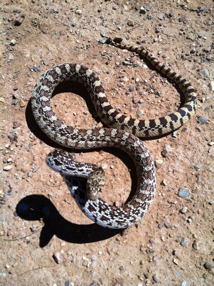 Sonoran Gopher Snake Facts and Pictures