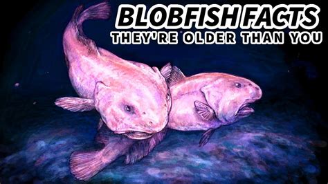 Blobfish Facts