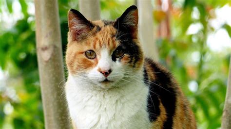 The 119 Most Popular Calico Cat Names