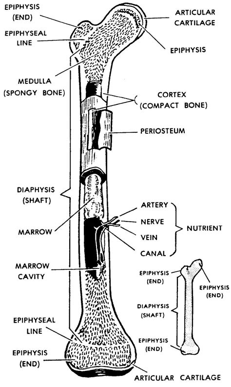 Long Bone Labeled Anatomy - labelled image of femur, long bone of the thigh, showing epiphyses ...