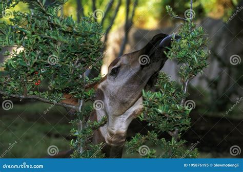 Okapi, Okapia Johnstoni, Portrait of Adult Eating Leaves Stock Image - Image of ruminant, africa ...