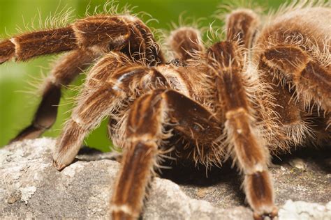 10 Best Tarantula Species to Keep as Pets