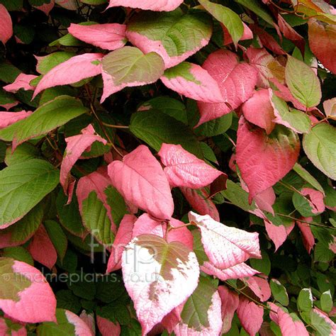 Actinidia kolomikta: Information, Pictures & Cultivation Tips