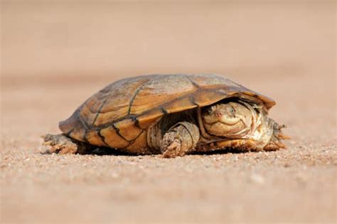 Beyond the Adorable Smile of the African Side-Necked Turtle