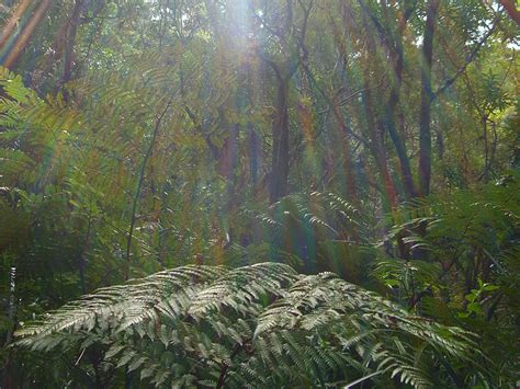 Climate Variability Across Scales Affects Ecosystems over Time - Eos