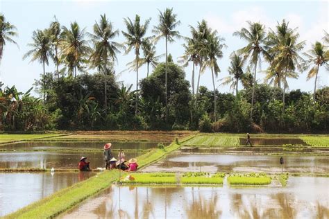 Bali Pemandangan Sawah - Foto gratis di Pixabay - Pixabay