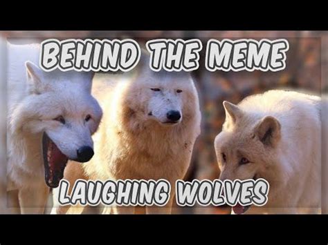 View 16 Laughing Wolf Meme Original - jurisngesz