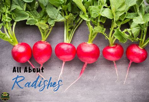 All About Radishes: Varieties, Nutrition, and Culinary Uses - Farm To Palms