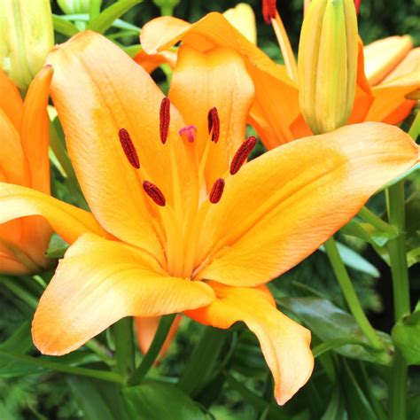 Daylilies: A Guide to these Easy-to-Grow Garden Favorites