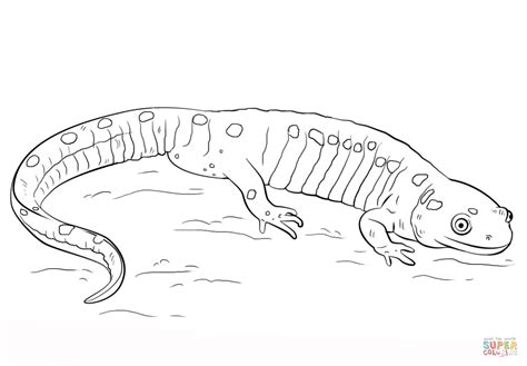 Spotted Salamander coloring page | Free Printable Coloring Pages