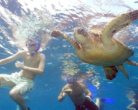 Snorkeling Maui Turtle Town - desolateable