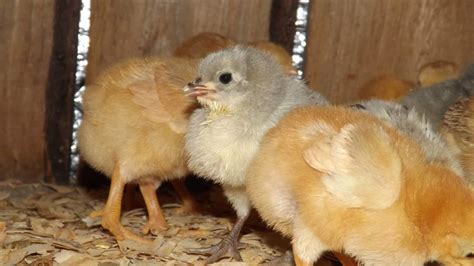 Chicken Breeds - Barngeek.com