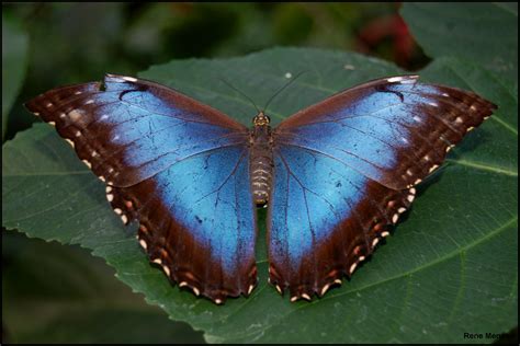 File:Blue Morpho butterfly (Morpho peleides) wings open.jpg