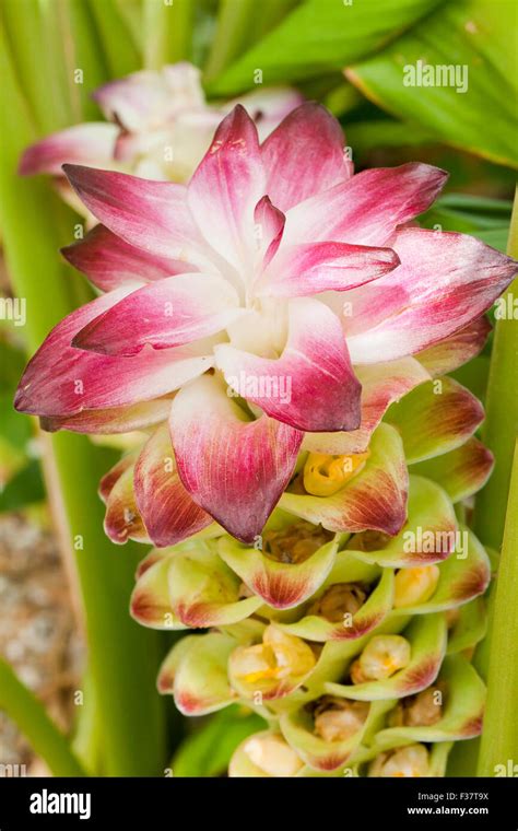 Turmeric plant (Curcuma longa Stock Photo - Alamy