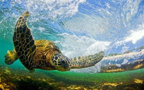 Green Sea Turtle Wallpaper - WallpaperSafari