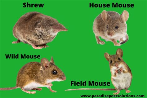 The Most Common Types Of Mice And Rats