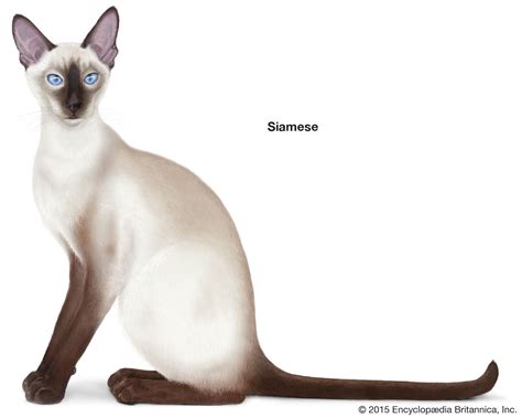 Siamese | Personality, Coloration & Origin | Britannica