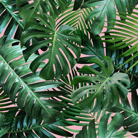 Tropical leaves on pink background | High-Quality Nature Stock Photos ~ Creative Market