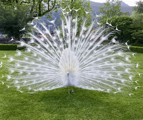 White Peacock Meaning Symbolism: Purity, Grace & Enlightenment