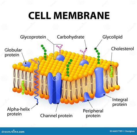 Membrane cellulaire illustration de vecteur. Illustration du cytoplasme ...