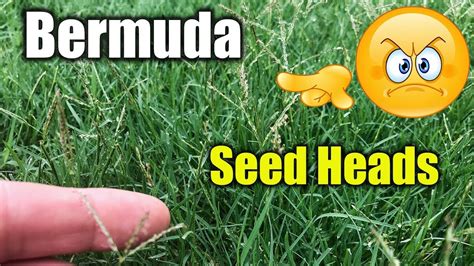 Bermuda Grass Seed Head - Asking List