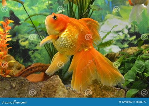 Aquarium Goldfish Carp Stock Photos - Image: 32928823