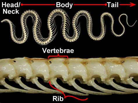 Frequently Asked Questions (FAQs) About Snakes - Owlcation