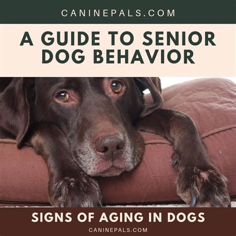 What Are The Symptoms Of An Aging Dog