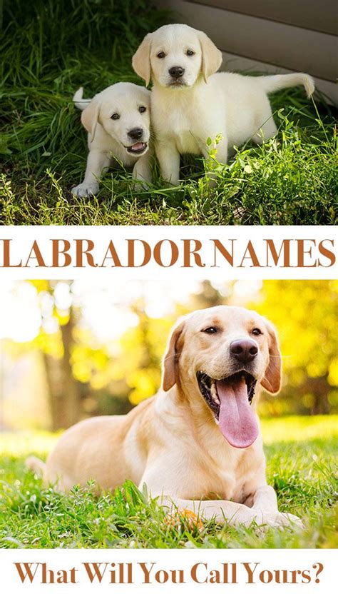 Labrador Names: Hundreds of Great Ideas to Help You Name Your Dog - The Labrador Site