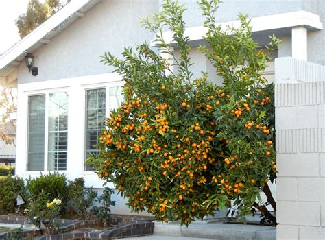 A photo, A thought............: Plant/food: Kumquat tree laden with fruits...........