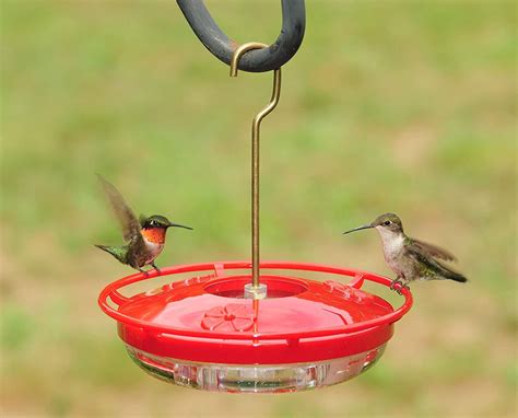 The 7 Best Hummingbird Feeders