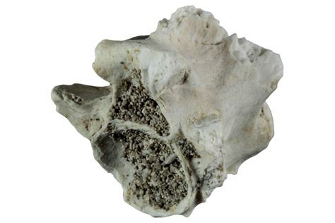 .66" Fossil Sea Snake (Palaeophis) Vertebra - Morocco (#227962) For ...