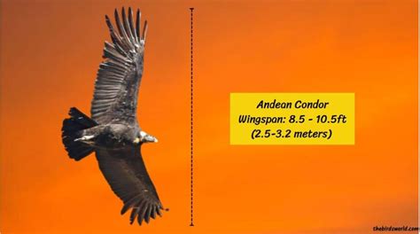 Andean Condor Wingspan: How Big Is It Compared To Others?