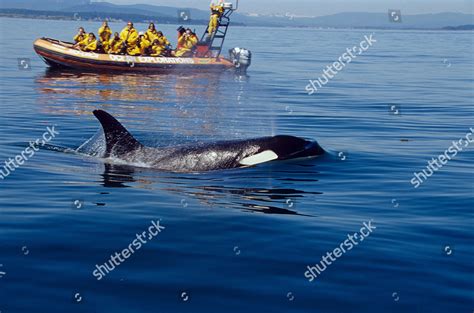 Orca Whale San Juan Islands America Editorial Stock Photo - Stock Image | Shutterstock