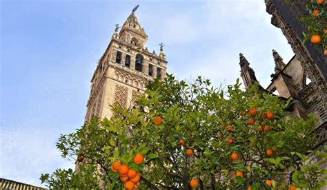 The history of Seville oranges (bitter oranges) | Costa Excursions