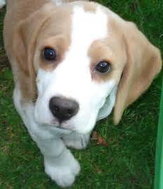 File:Beagle puppy.jpg - Wikipedia