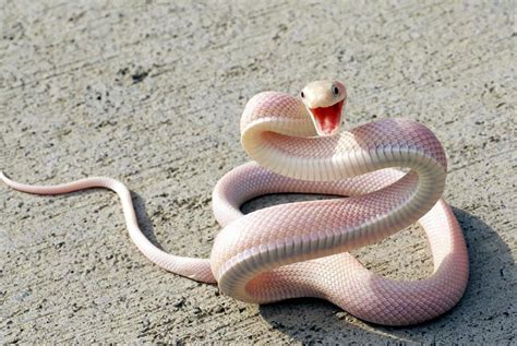 48 Albino Animals That Don't Need Color To Look Cool | Bored Panda