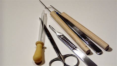 Frog Dissection Tools | Synonym