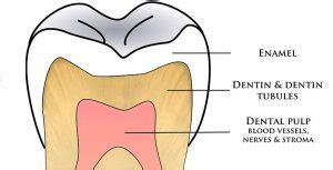 dentin-tubules-function-explained | Kuipers Ortho