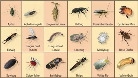 Our Gnat Identification Chart for 2021 - Trappify