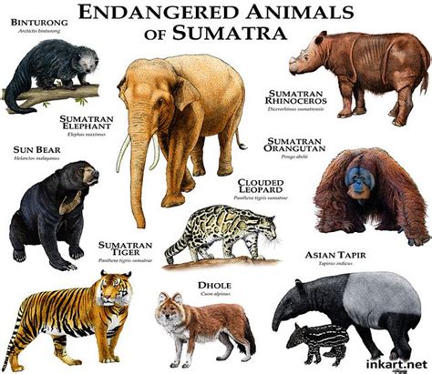 Endangered Animals In Asia